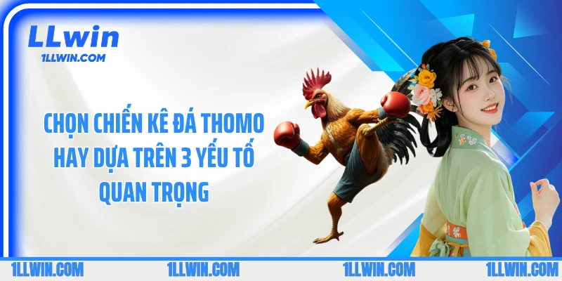 Chọn chiến kê đá thomo hay dựa trên 3 yếu tố quan trọng